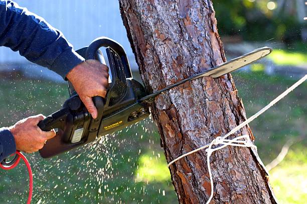 How Our Tree Care Process Works  in  Miami Springs, FL